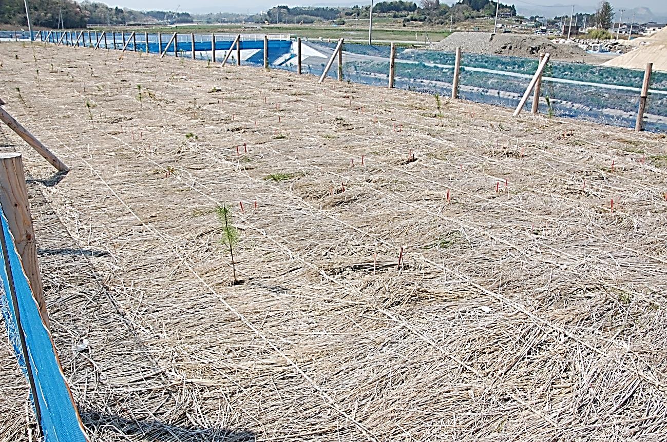 少し本数が減ってしまった防災緑地の写真