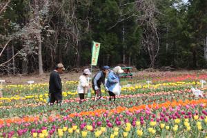 チューリップを観賞する来場者